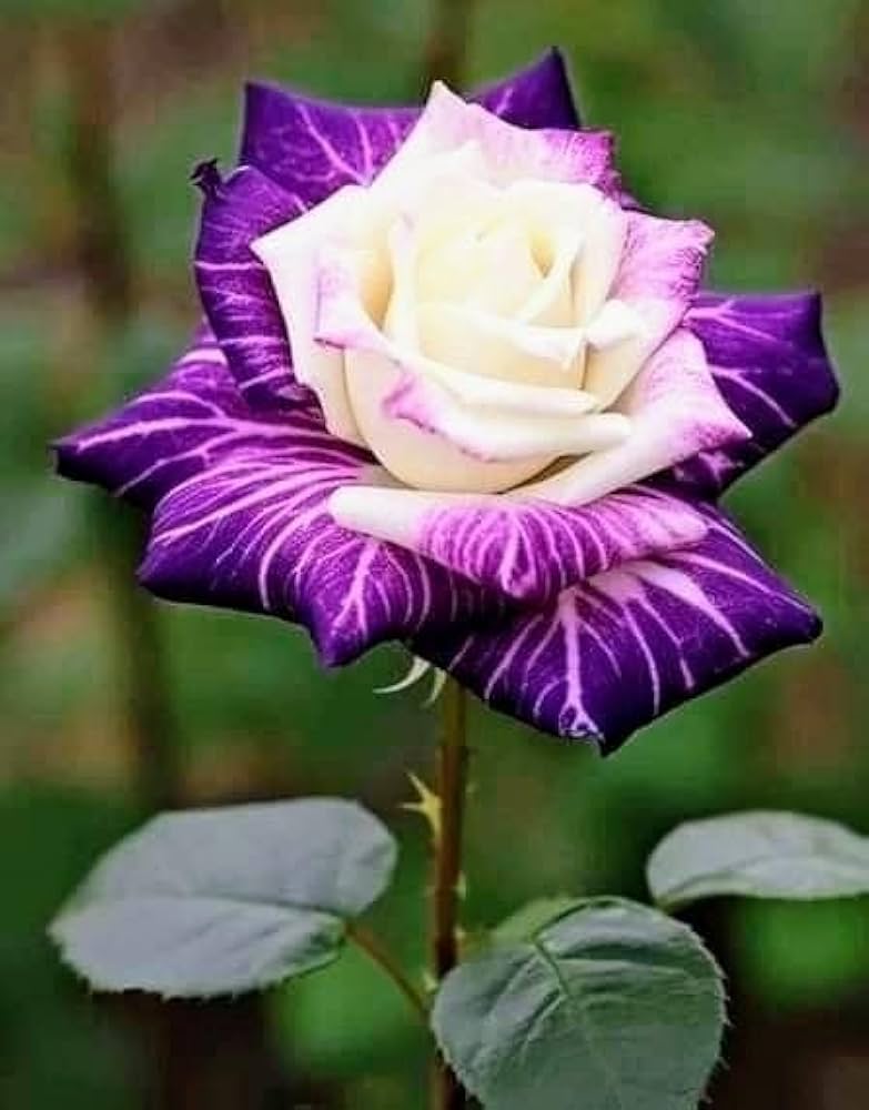 Non-GMO White & Purple Rose Flower Seeds for Planting