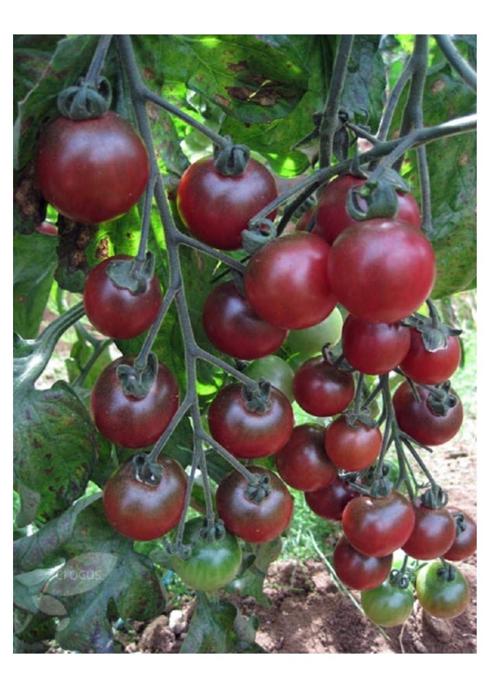 Non-GMO Rosella tomato seeds for garden