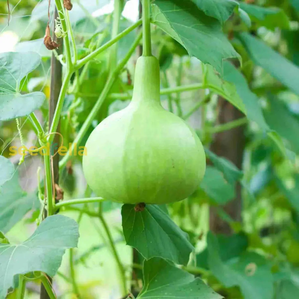 Non GMO round bottle gourd seeds