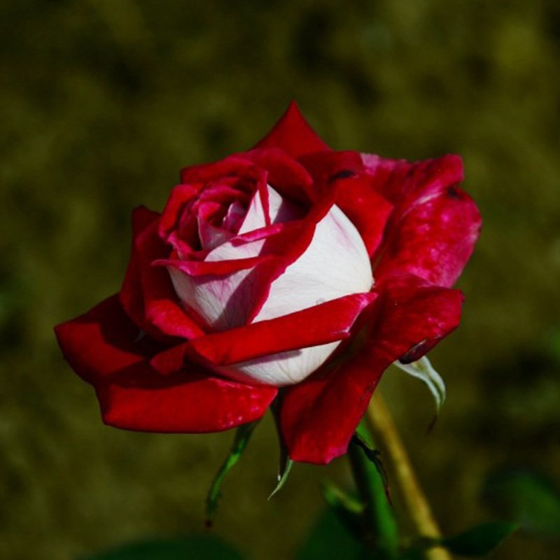 Non-GMO Ruby Dark Red Rose Seeds for Home Gardening