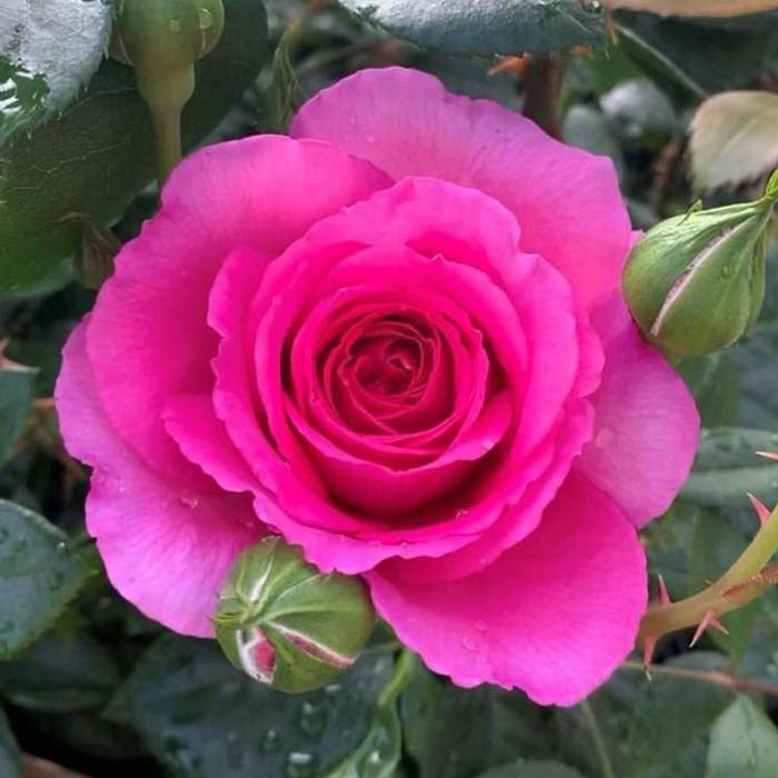 Non-GMO Ruby Rose Seeds for Home Gardening