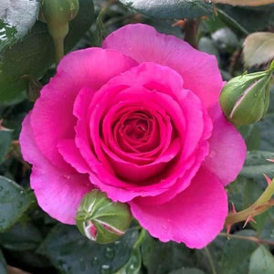Ruby Rose Seeds - Pink Blooms for Elegant Garden Planting