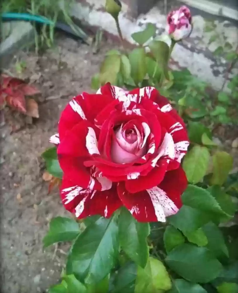 Non-GMO Ruby Rose Flower Seeds for Gardening