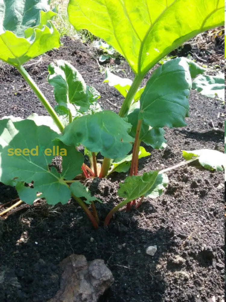 Non GMO Ruibarbo seeds for easy home gardening