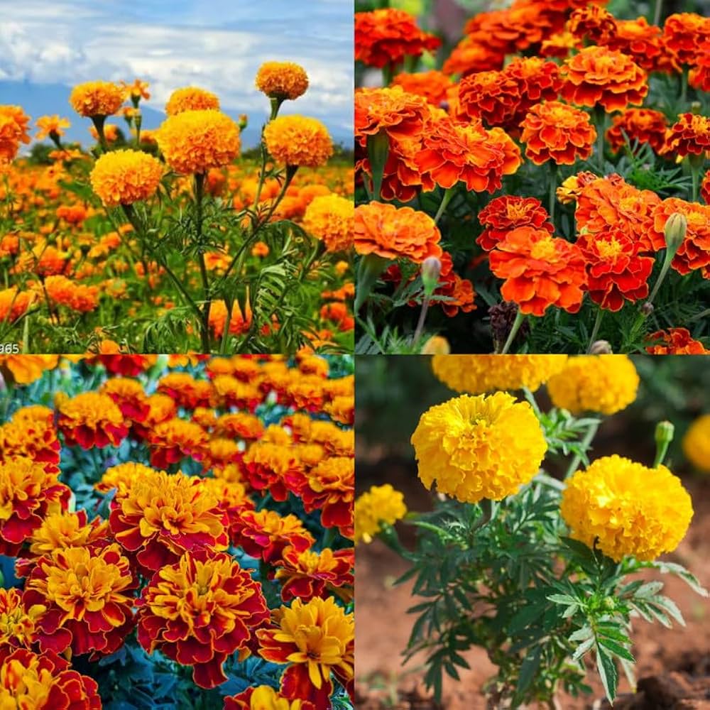 Non-GMO Russian Marigold Flower Seeds