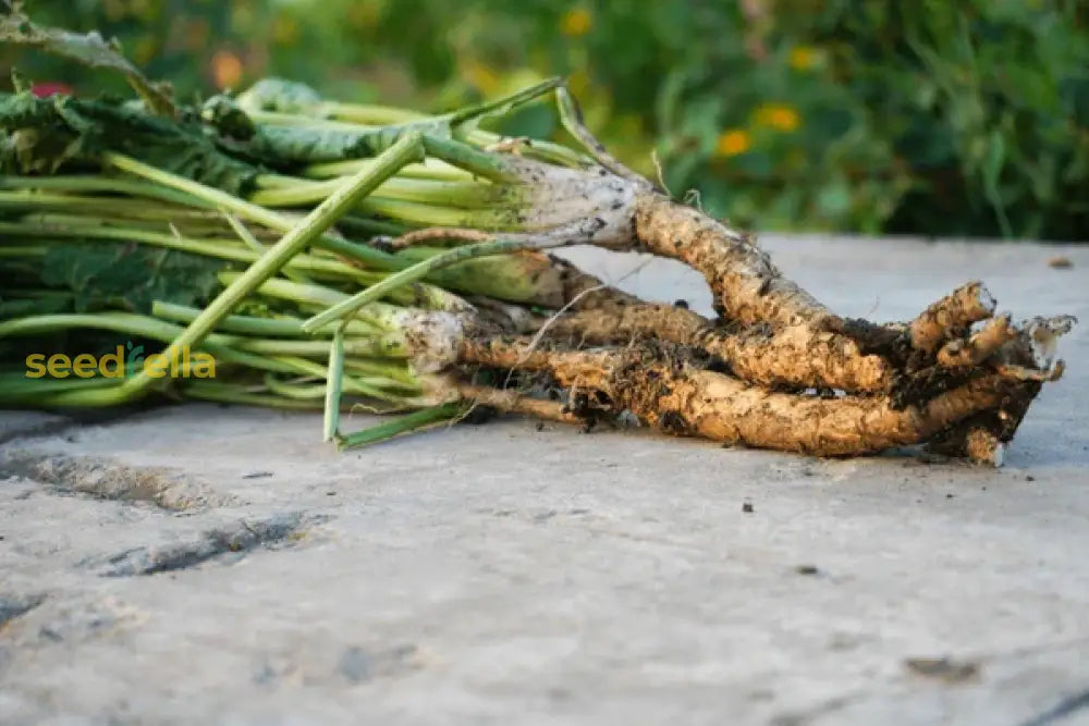 Non GMO Rustikana Cochlearia seeds for planting