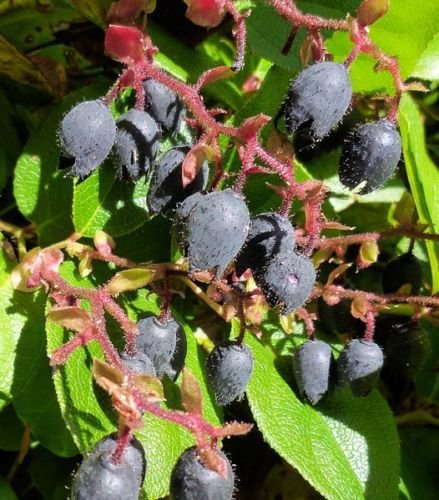 Non-GMO Salal Berry seeds evergreen native fruit plant