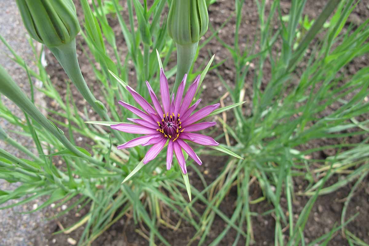 Non-GMO Salsify Edible Seeds
