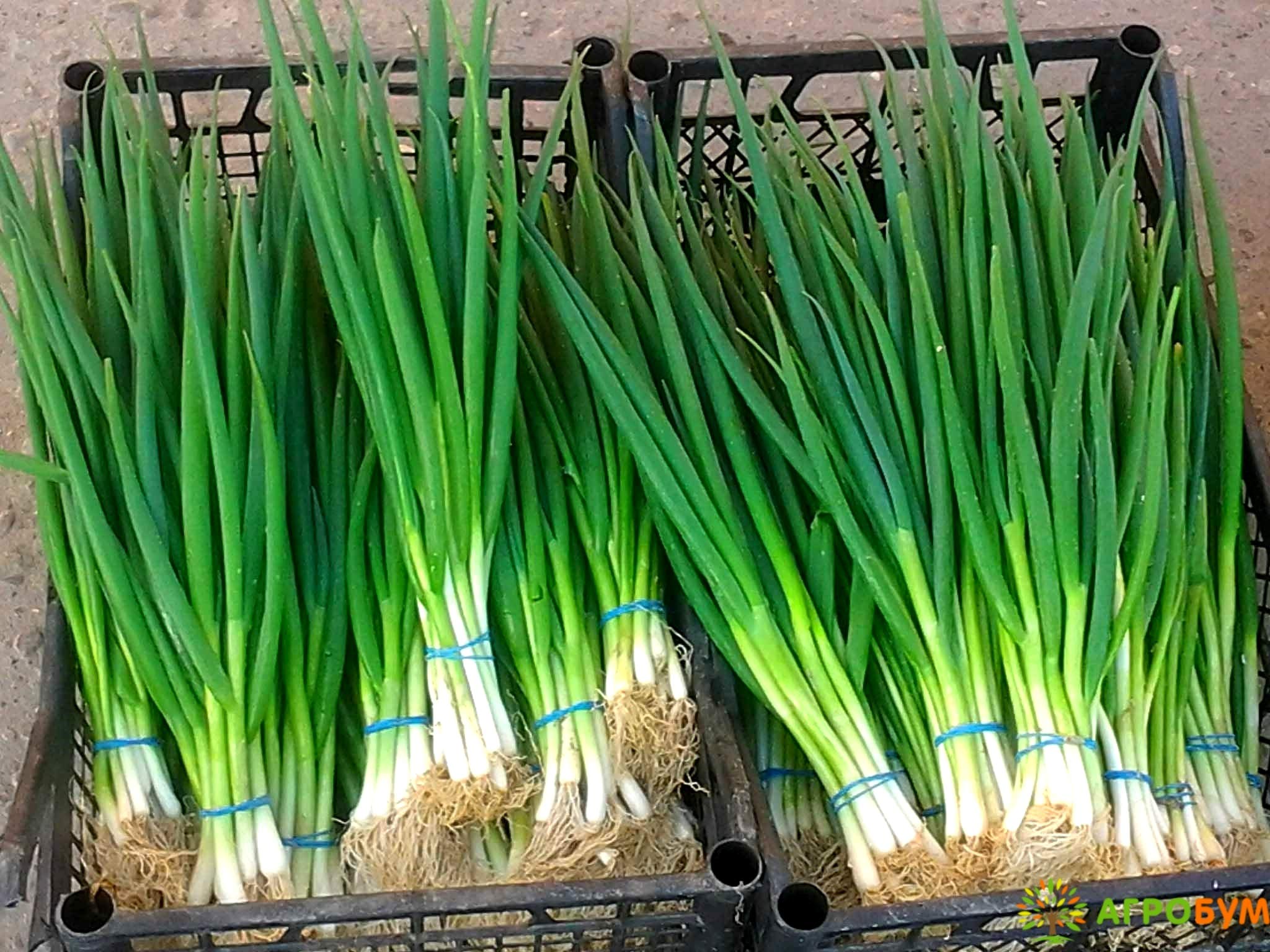 Non GMO Scallion seeds