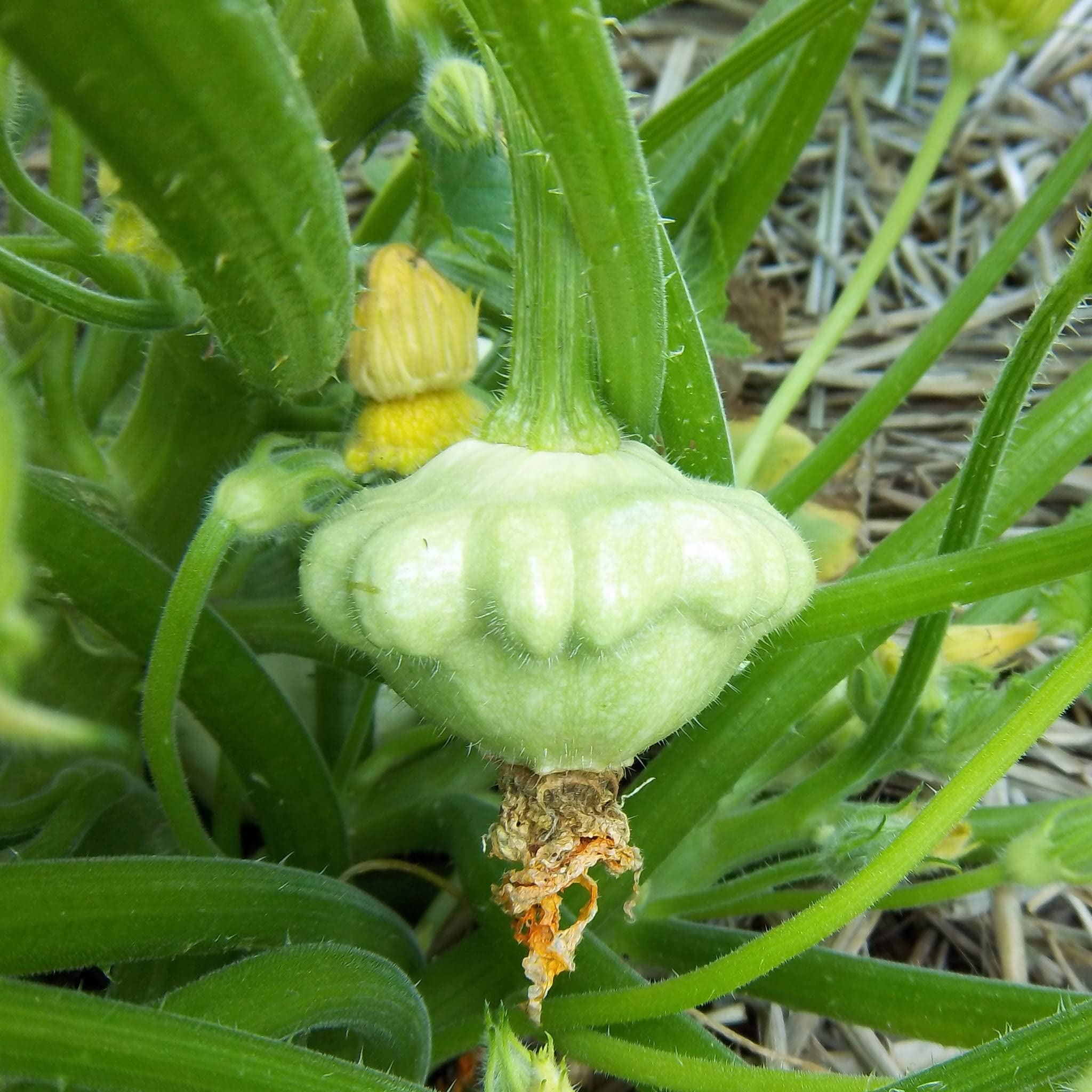 Non-GMO scallop squash seeds for garden planting