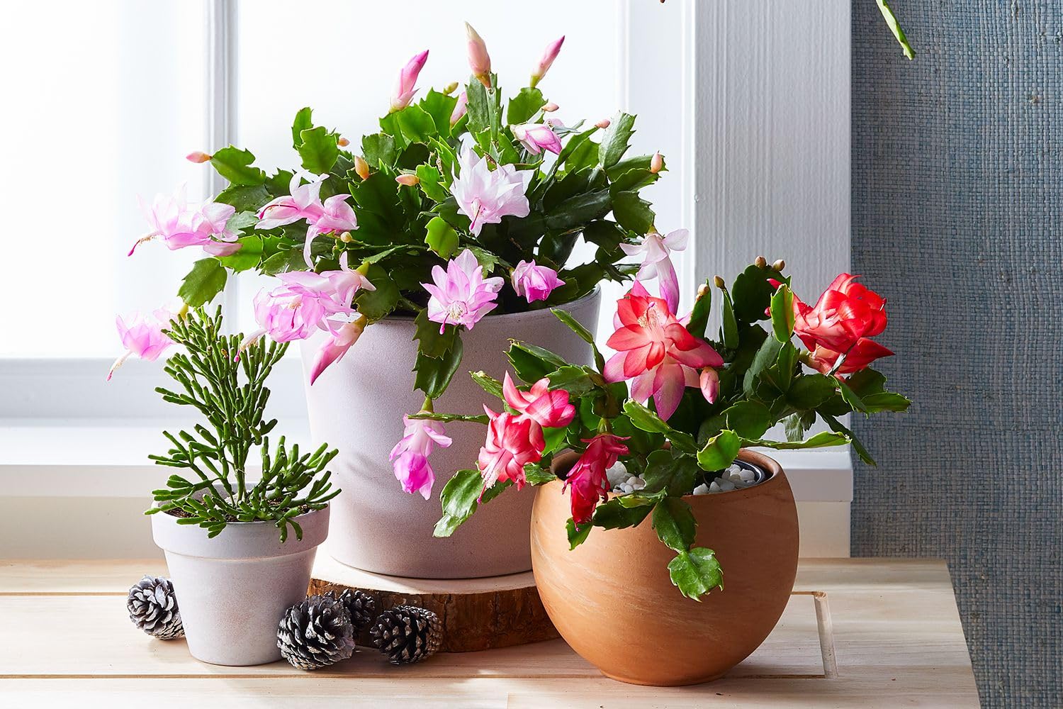 Non-GMO Schlumbergera Flower Seeds