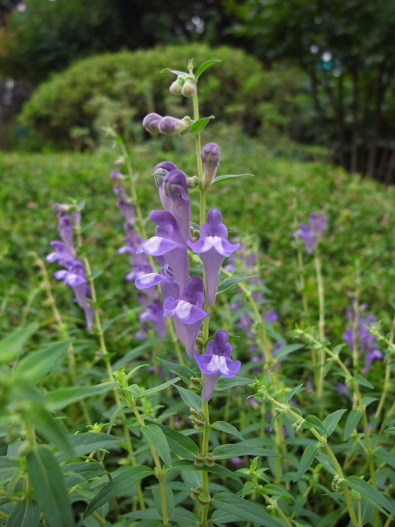 Non-GMO Scullcap wildflower seeds for native habitat gardens