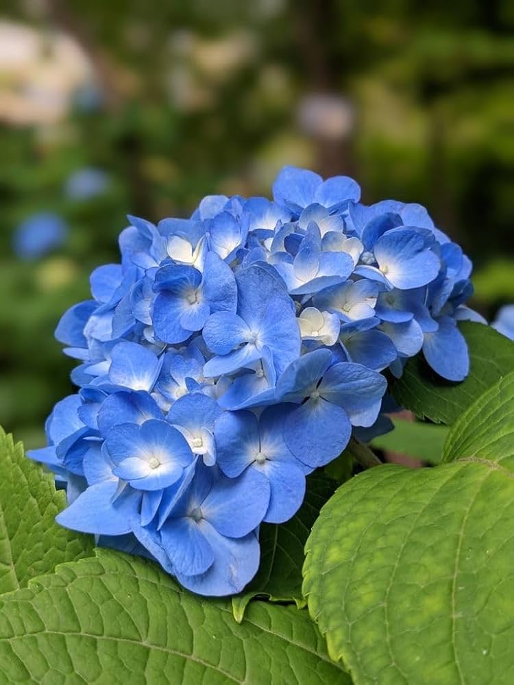 Non Gmo Sea Blue Hydrangea Seeds