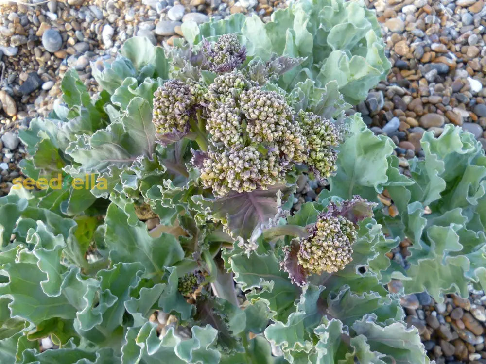 High germination Sea Kale seeds for gardening