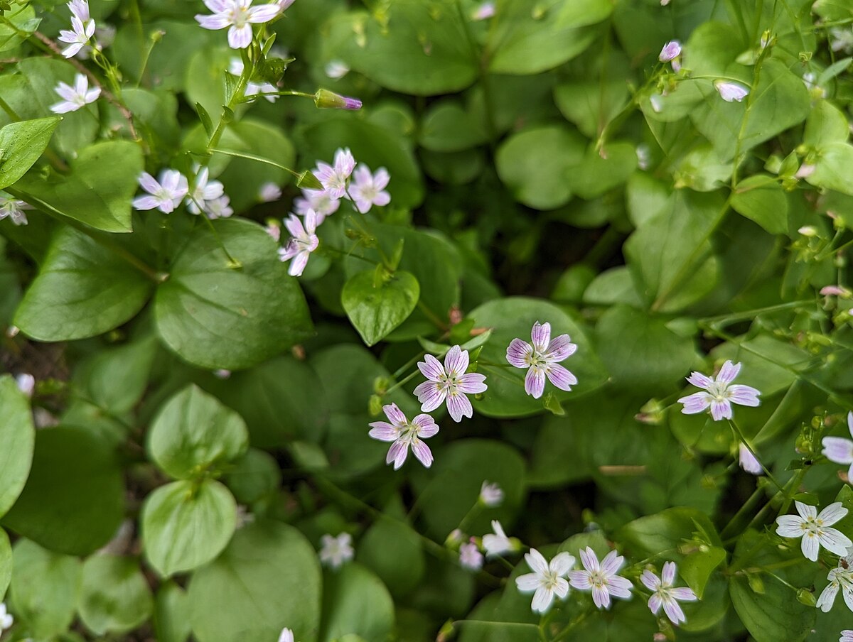 Young Candy Flower seedlings emerging from moist soil