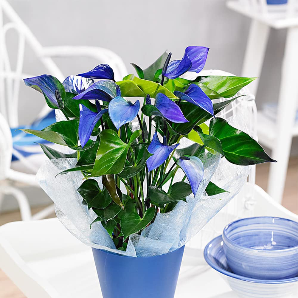 Non-GMO Sky Blue Anthurium Flower Seeds