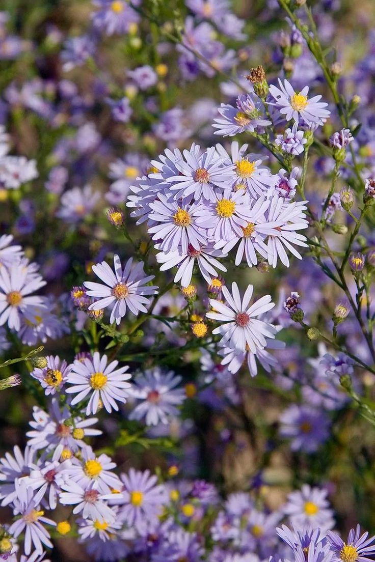 Non-GMO Sky Blue Aster Seeds for Gardening