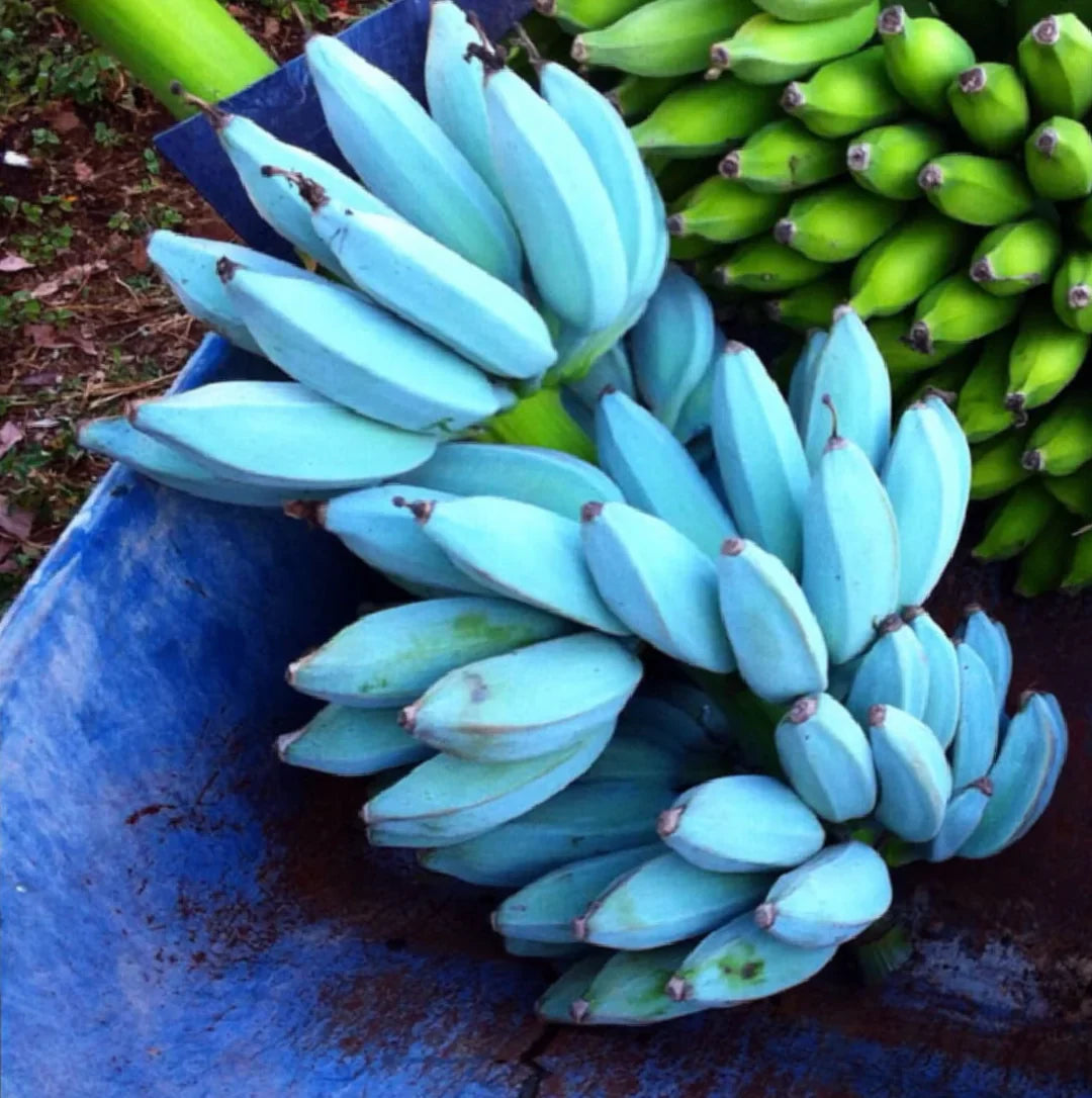 Non-GMO sky blue banana seeds for ornamental garden planting