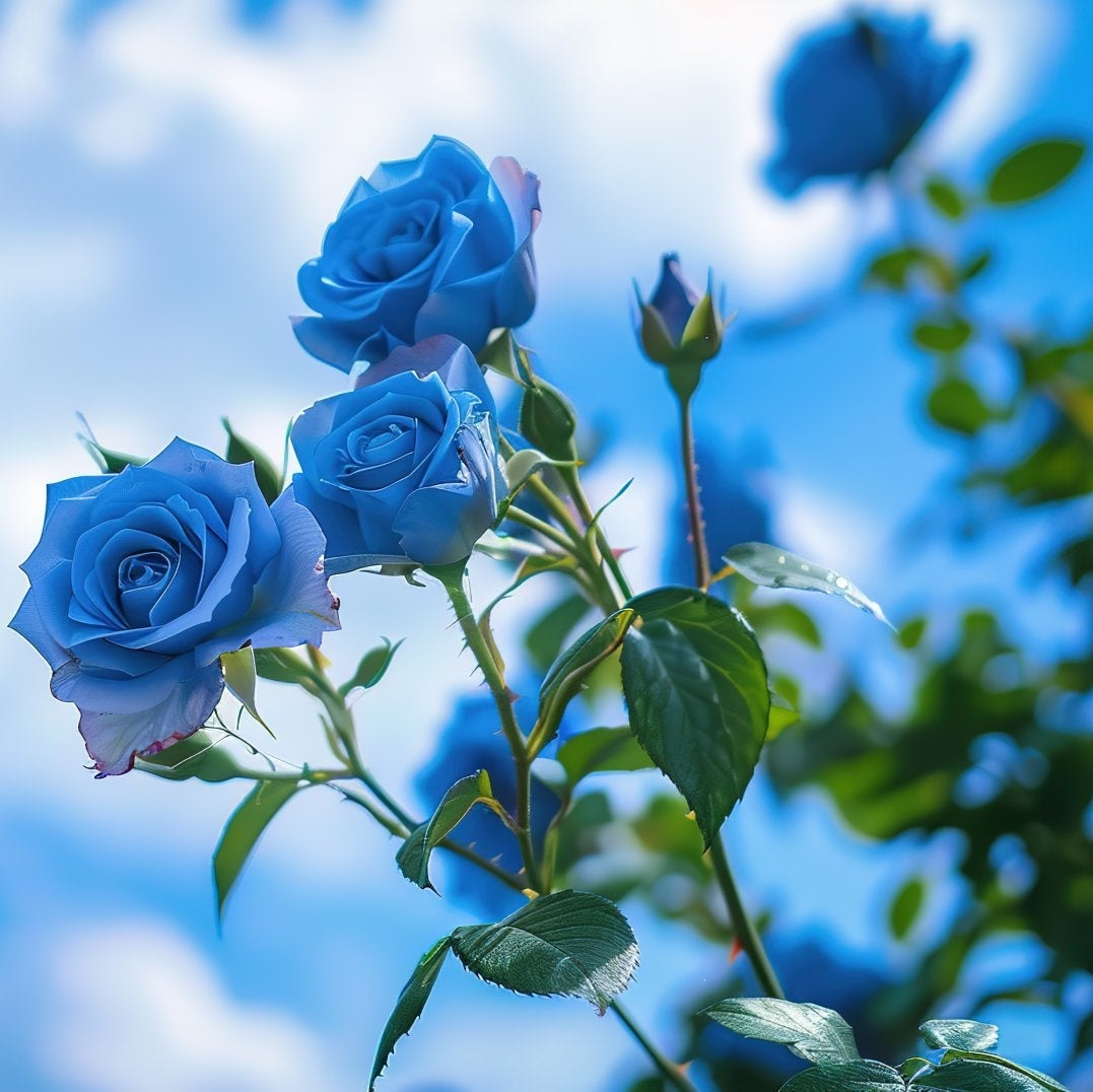 Non-GMO Sky Blue Grey Rose Seeds for Gardening