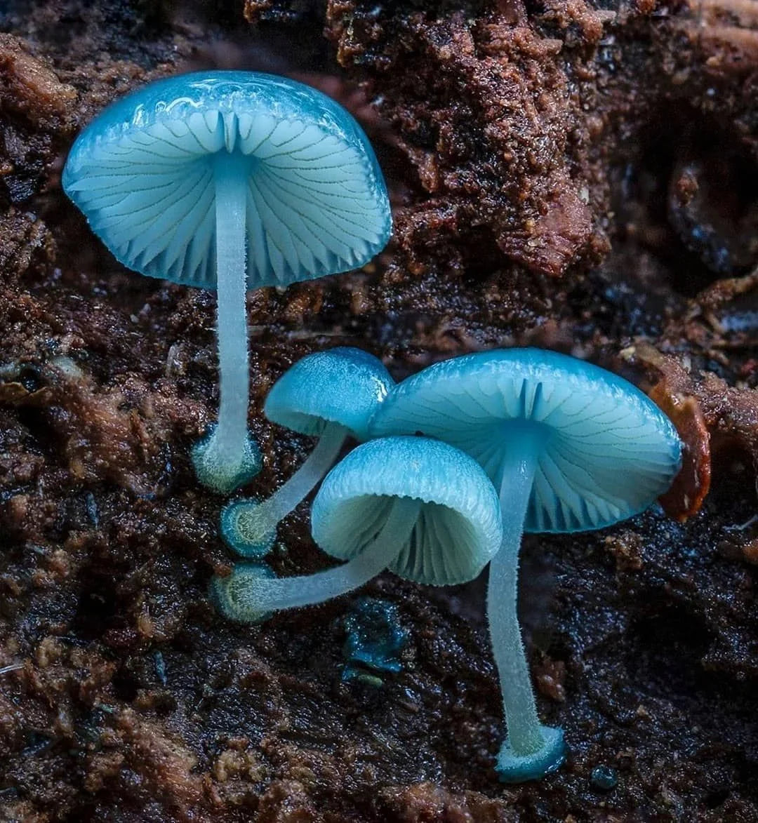 Non GMO sky blue mushroom seeds for cultivation