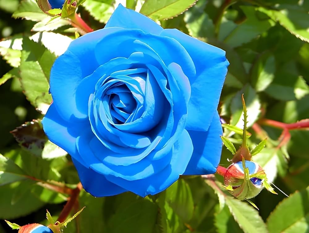 Non Gmo Sky Blue Rose Seeds