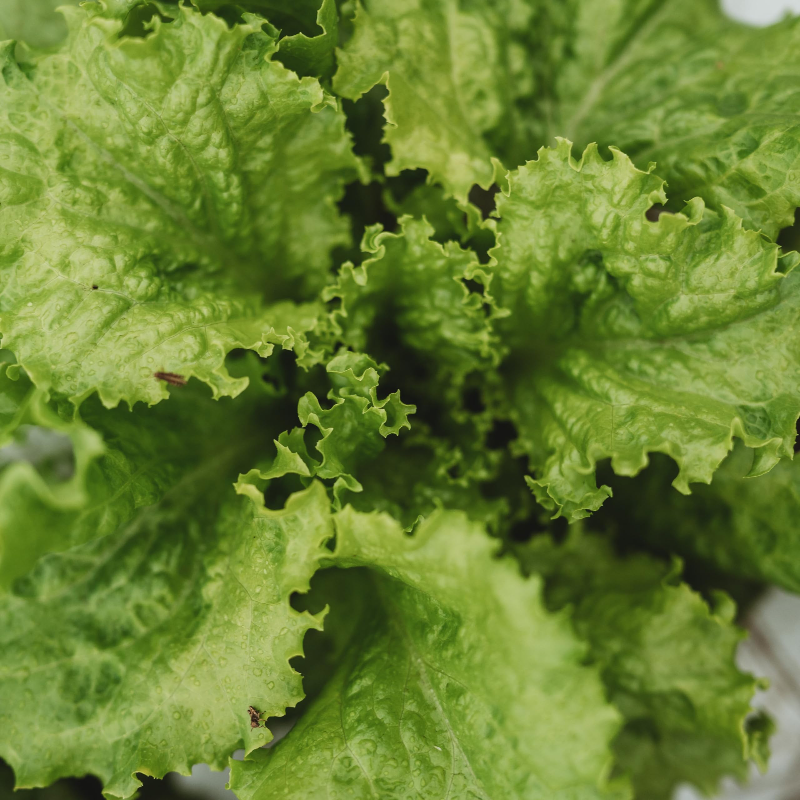 Non-GMO Slobolt Lettuce seeds