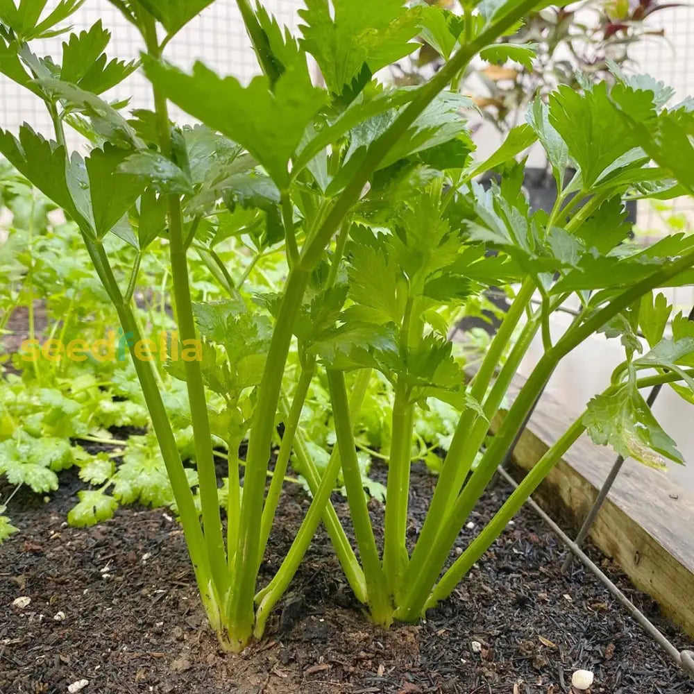 Non-GMO Smallage Celery seeds for vegetable gardens
