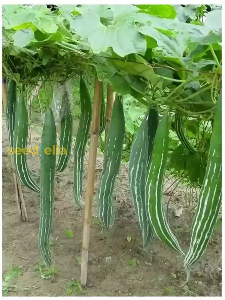 Non GMO snake gourd vegetable seeds