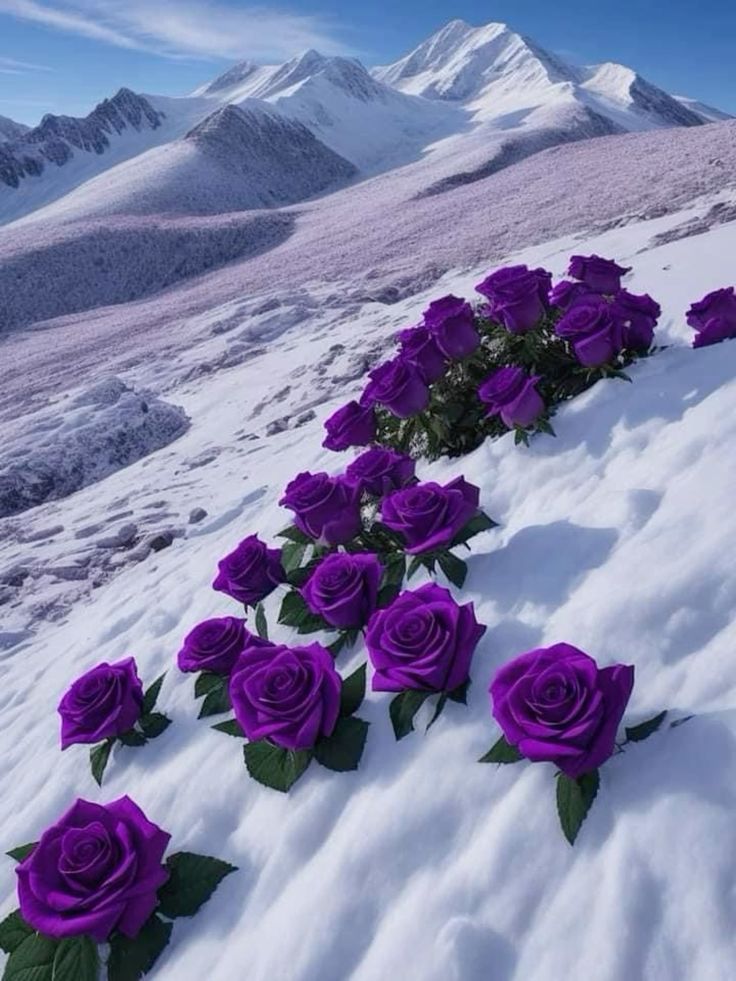 Non-GMO Snow Dark Violet Rose Seeds for Home Gardening
