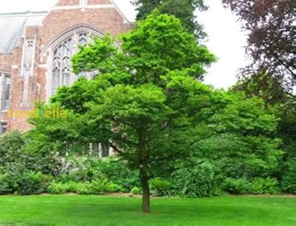 Non-GMO Snowbell Tree Seeds