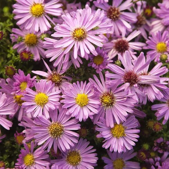 Non-GMO Soft Pink Aster Seeds for Home Gardening