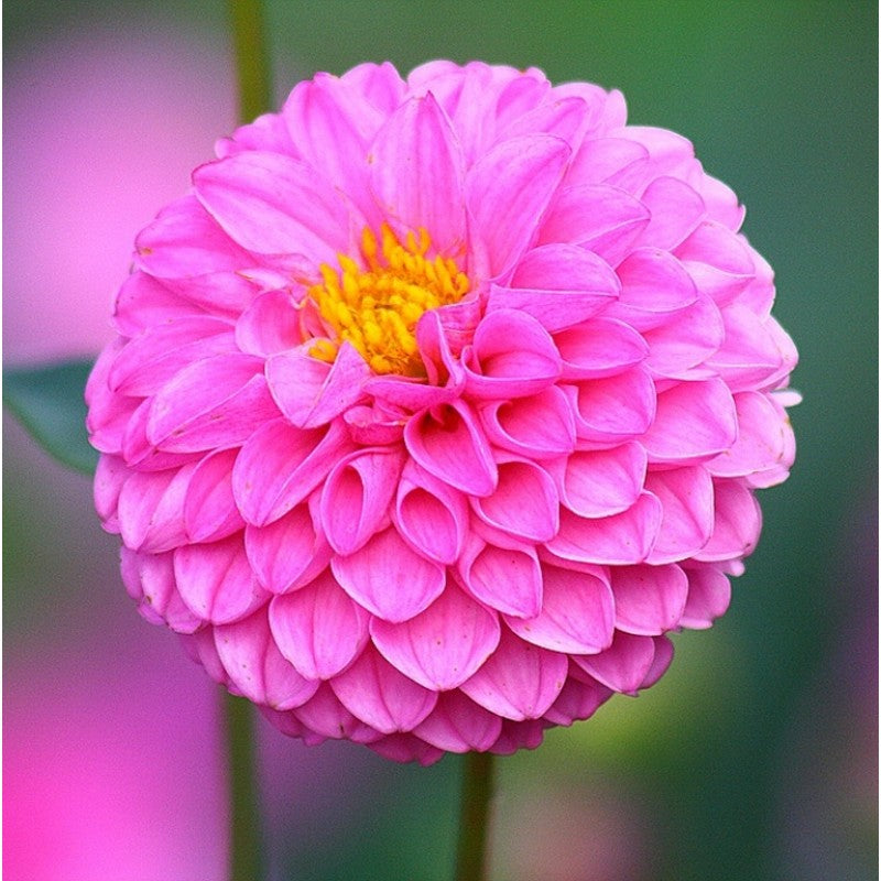 Non-GMO Soft Pink Dahlia Seeds for Gardening