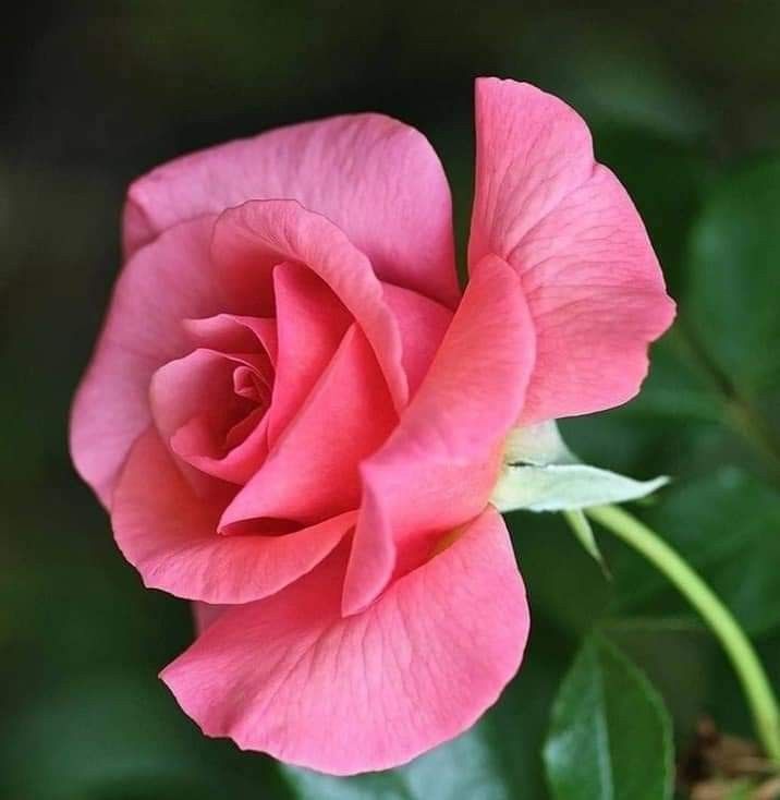 Premium Non-GMO Soft Pink Rose Seeds