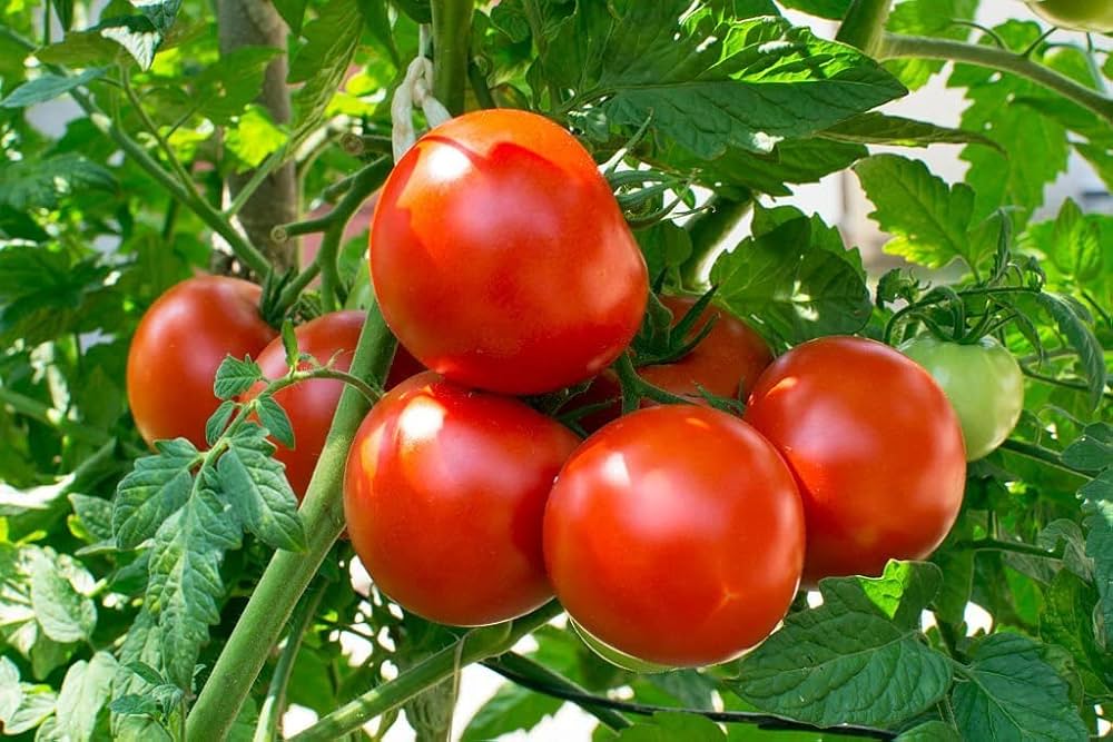 Non-GMO Spanish Tomato seeds for urban garden