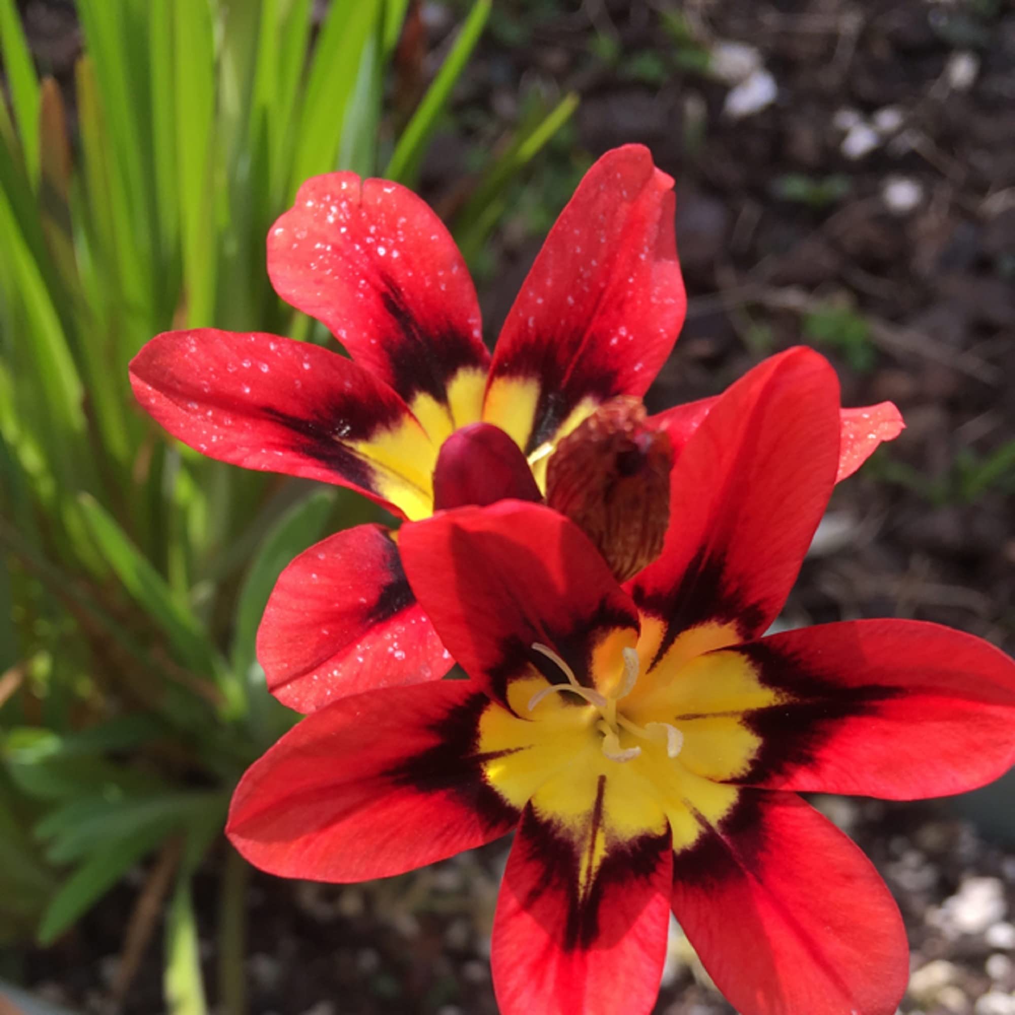 Non-GMO Red & Yellow Sparaxis Flower Seeds