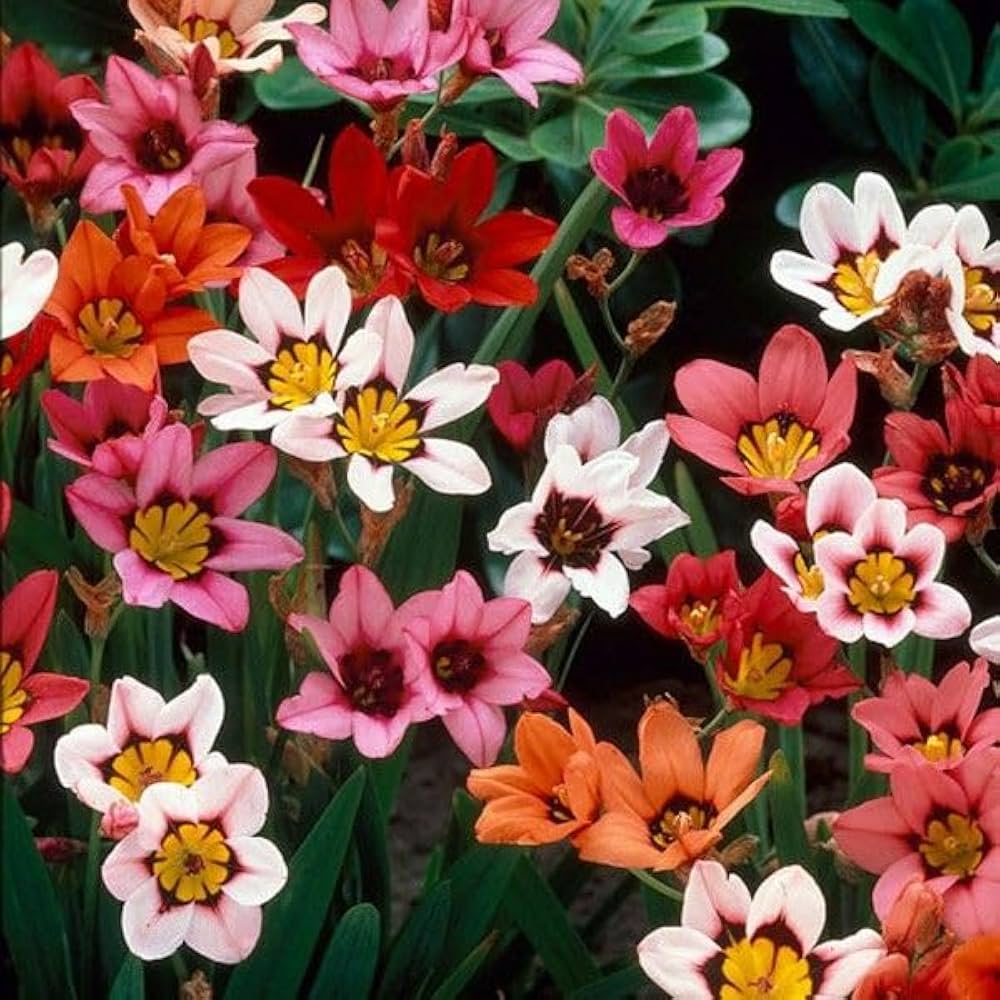 Non-GMO Sparaxis Flower Seeds for Gardening