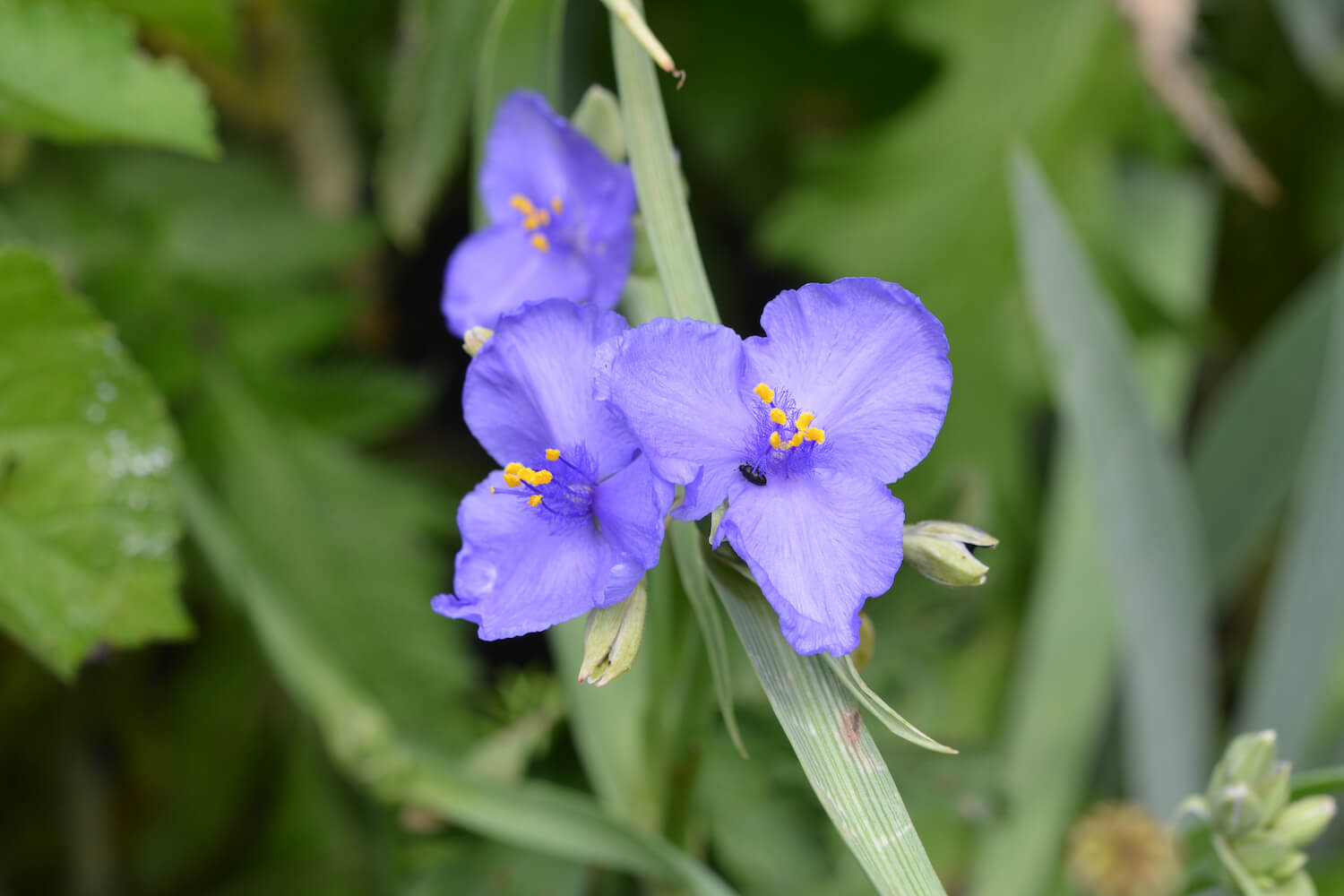 Non-GMO Tradescantia Spiderwort Seeds