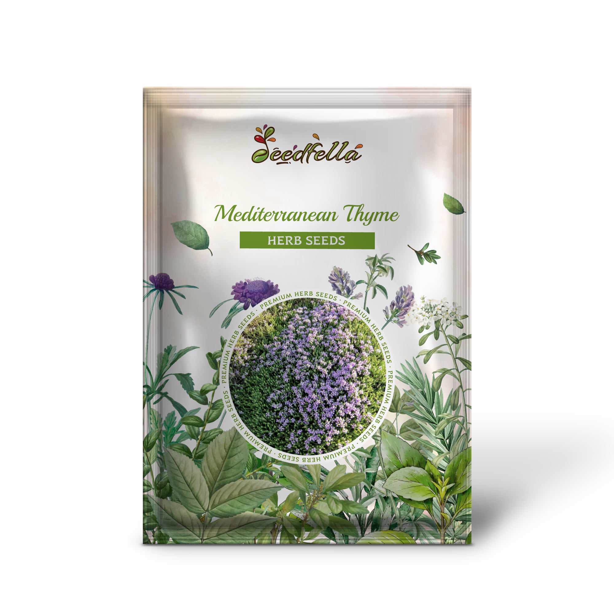 Non GMO Mediterranean Thyme seedlings emerging from soil