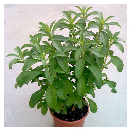Non-GMO Stevia herb plant grown from seeds