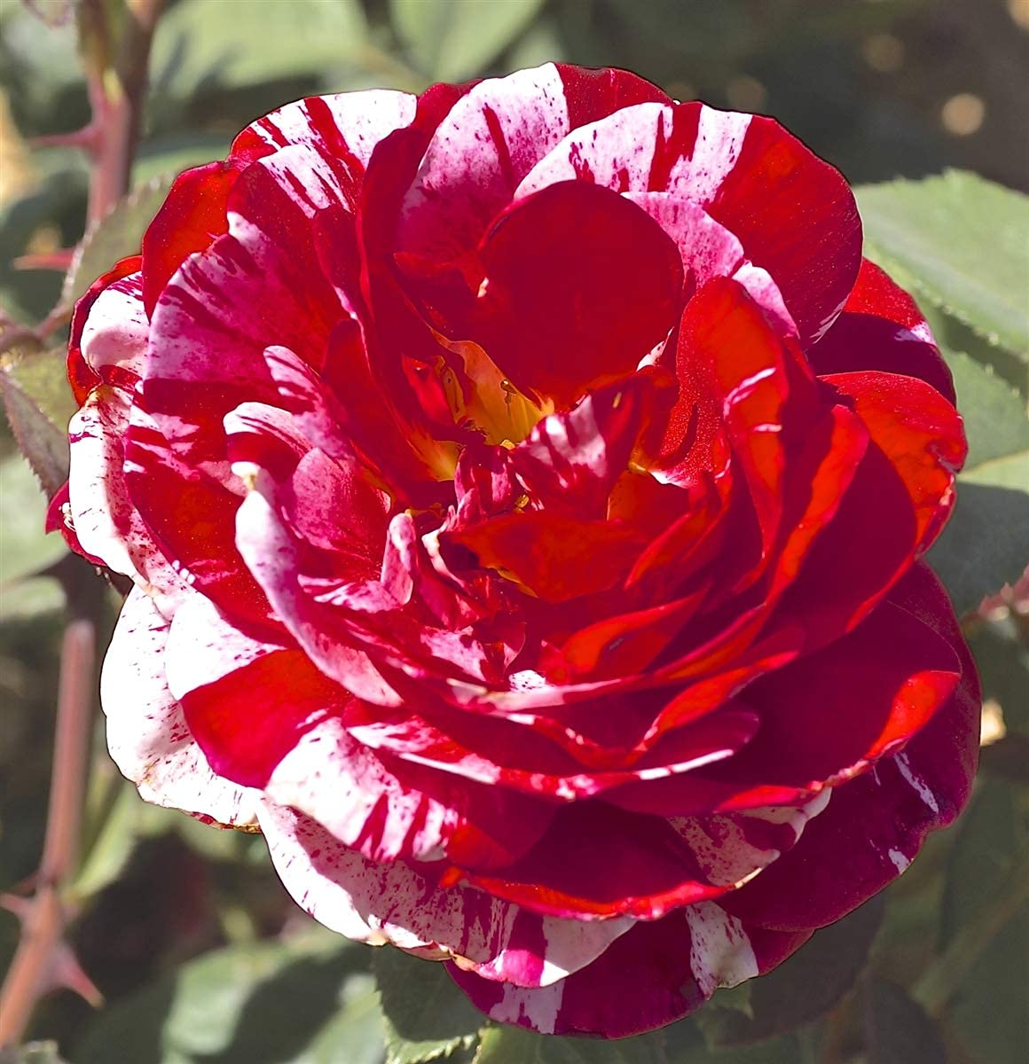 Non-GMO Strip Shrub Rose Seeds