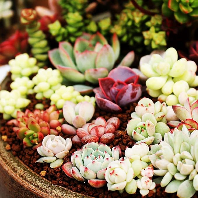 Non-GMO Succulent Planting Seeds