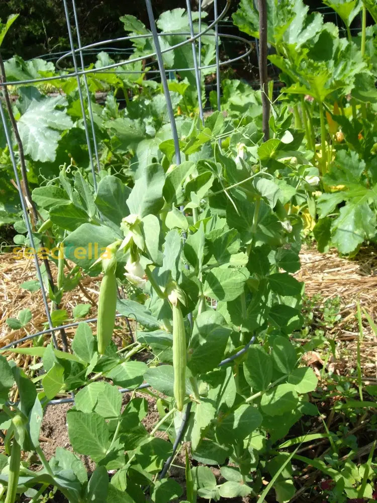 Non GMO Sugar Ann snap pea seeds