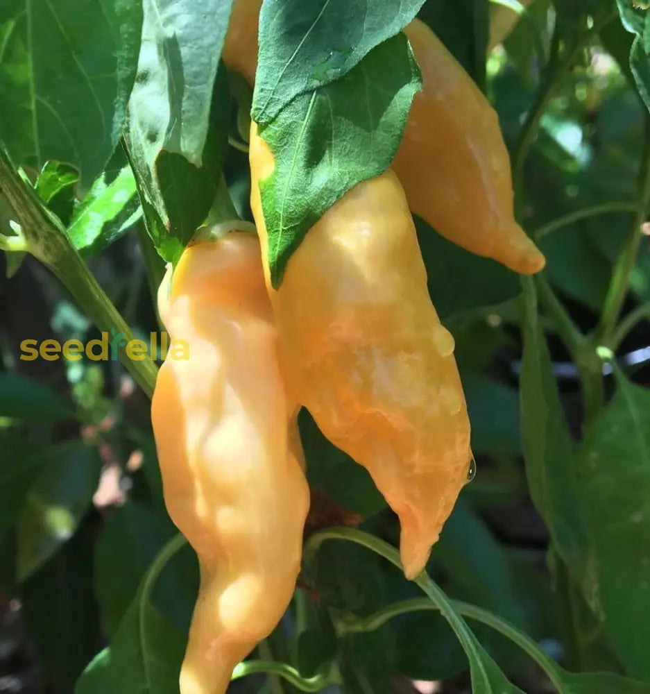 Non GMO Sugar Rush Peach pepper seeds