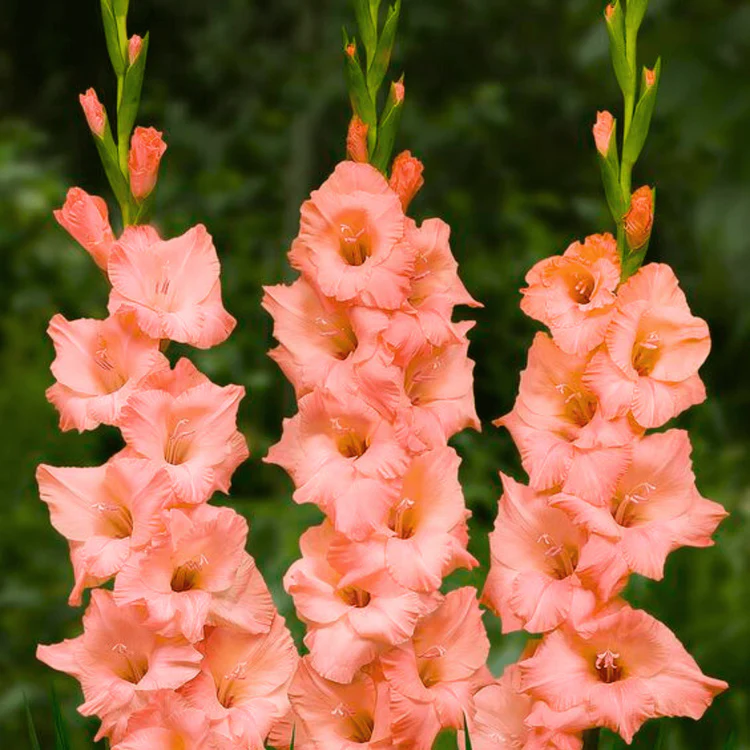 Non-GMO Summer Garden Gladiolus Seeds