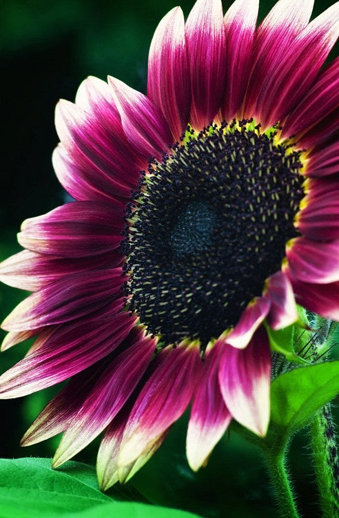 Non-GMO Sunflower Cream Violet Seeds for Home Gardening