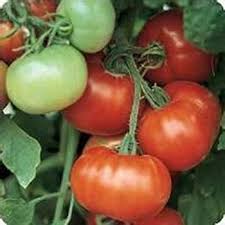 Non GMO Super Fantastic tomato seeds
