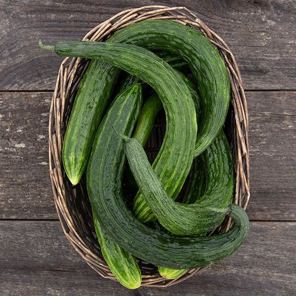 Non-GMO Suyo Long cucumber seeds for home gardens
