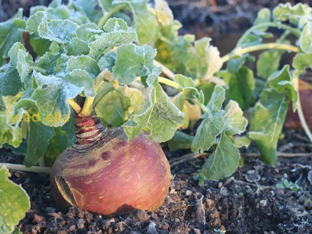 Non GMO Swede Rutabaga seeds for easy planting