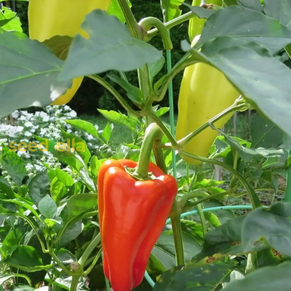 Non GMO Sweet Gypsy pepper seeds