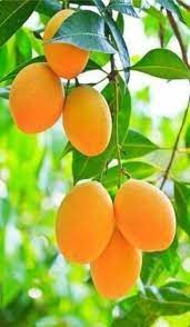 Non-GMO sweet mango seeds for tropical fruit trees